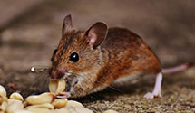 24 Hour & Emergency Exterminators in Cowan, PA
